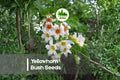 Yellowhorn Bush Seeds – 6 Large Xanthoceras sorbifolium Ornamental Shrubs for Garden, Landscape, White Flowers