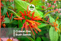 20 Chilean Fire Bush Seeds - Embothrium coccineum, Red Tubular Flowers, Ornamental Shrub for Landscape & Garden