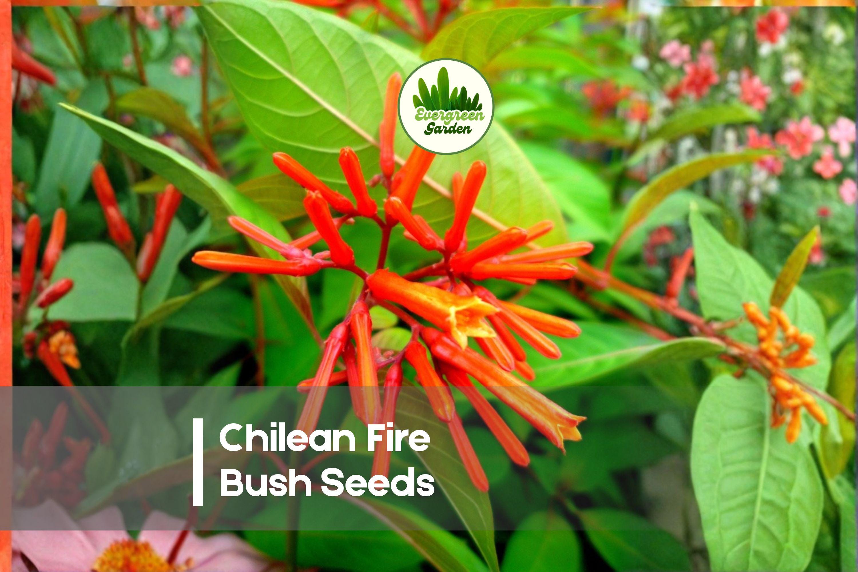 20 Chilean Fire Bush Seeds - Embothrium coccineum, Red Tubular Flowers, Ornamental Shrub for Landscape & Garden