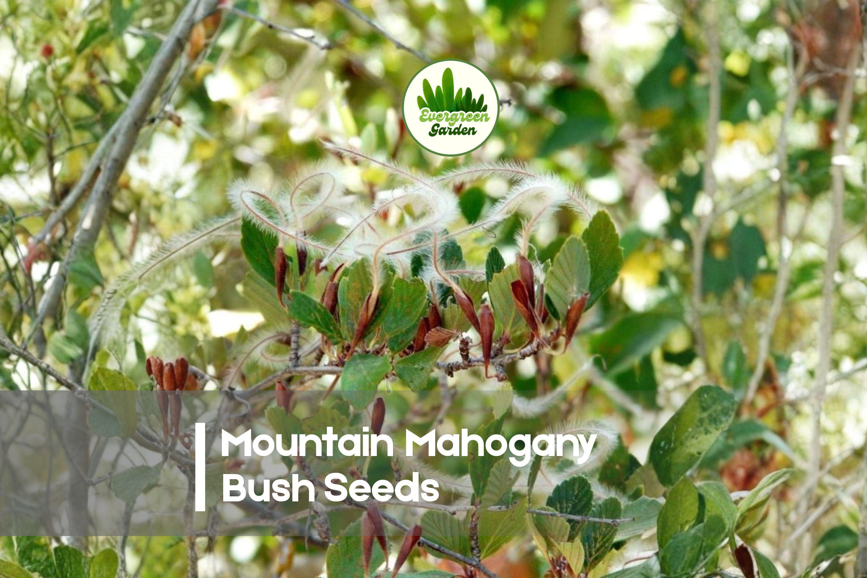 10 Mountain Mahogany Bush Seeds - Evergreen Native Shrub with Green Foliage & Decorative Seed Plumes Cercocarpus betuloides