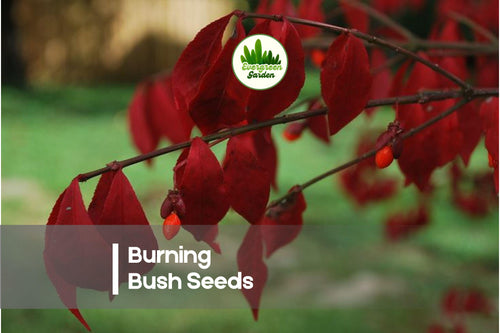 10 Burning Bush Seeds Euonymus alatus for Fall Color, Ornamental Shrub, Landscape Planting