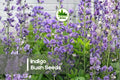 50 Indigo Bush Seeds - Rosy Pink Flowers, Ornamental Shrub, Indigofera amblyantha, Landscape & Border Plant