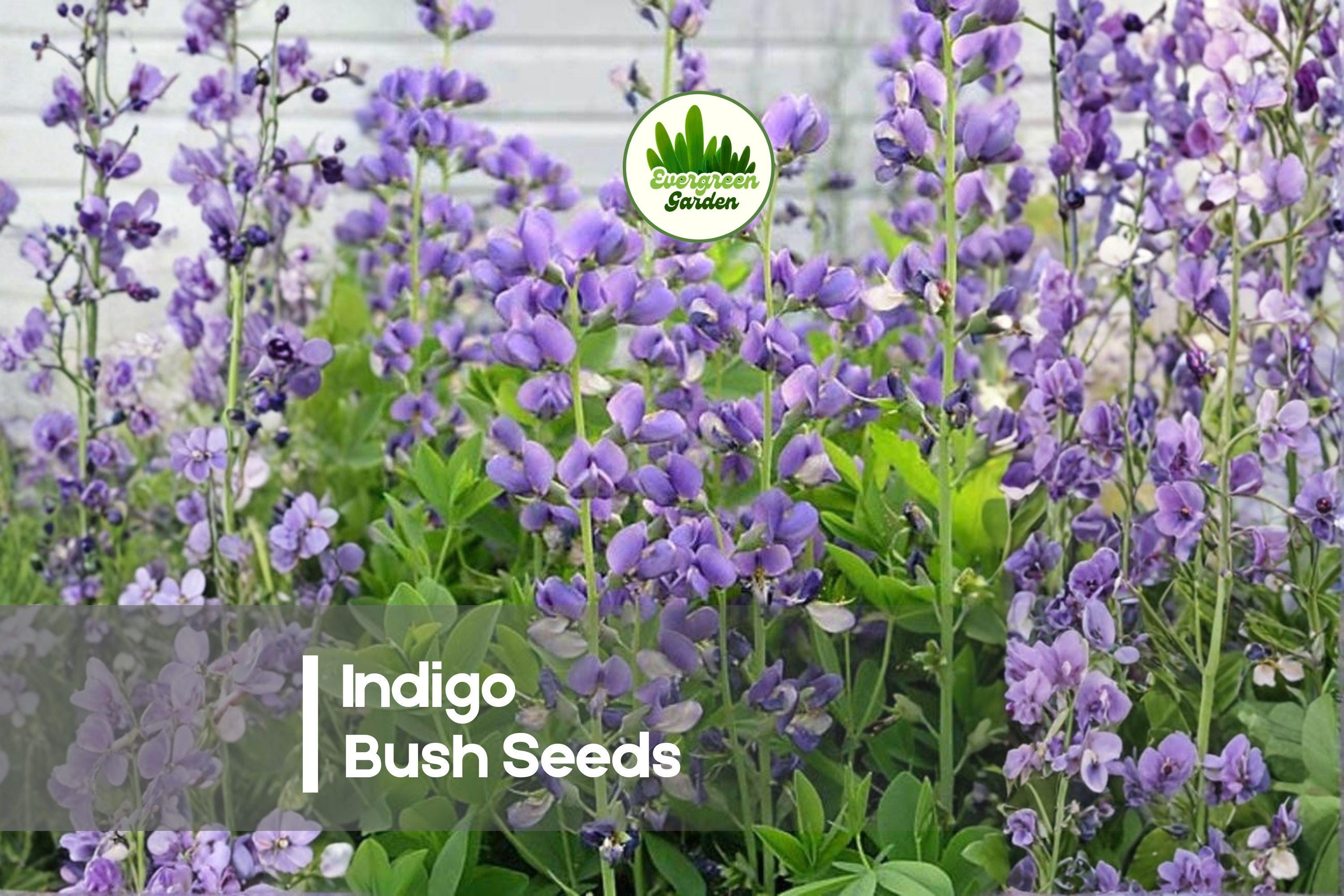 50 Indigo Bush Seeds - Rosy Pink Flowers, Ornamental Shrub, Indigofera amblyantha, Landscape & Border Plant