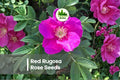 Red Rugosa Rose Seeds – 50 Fragrant, Hardy Rosa rugosa rubra for Hedges, Borders & Garden Beds