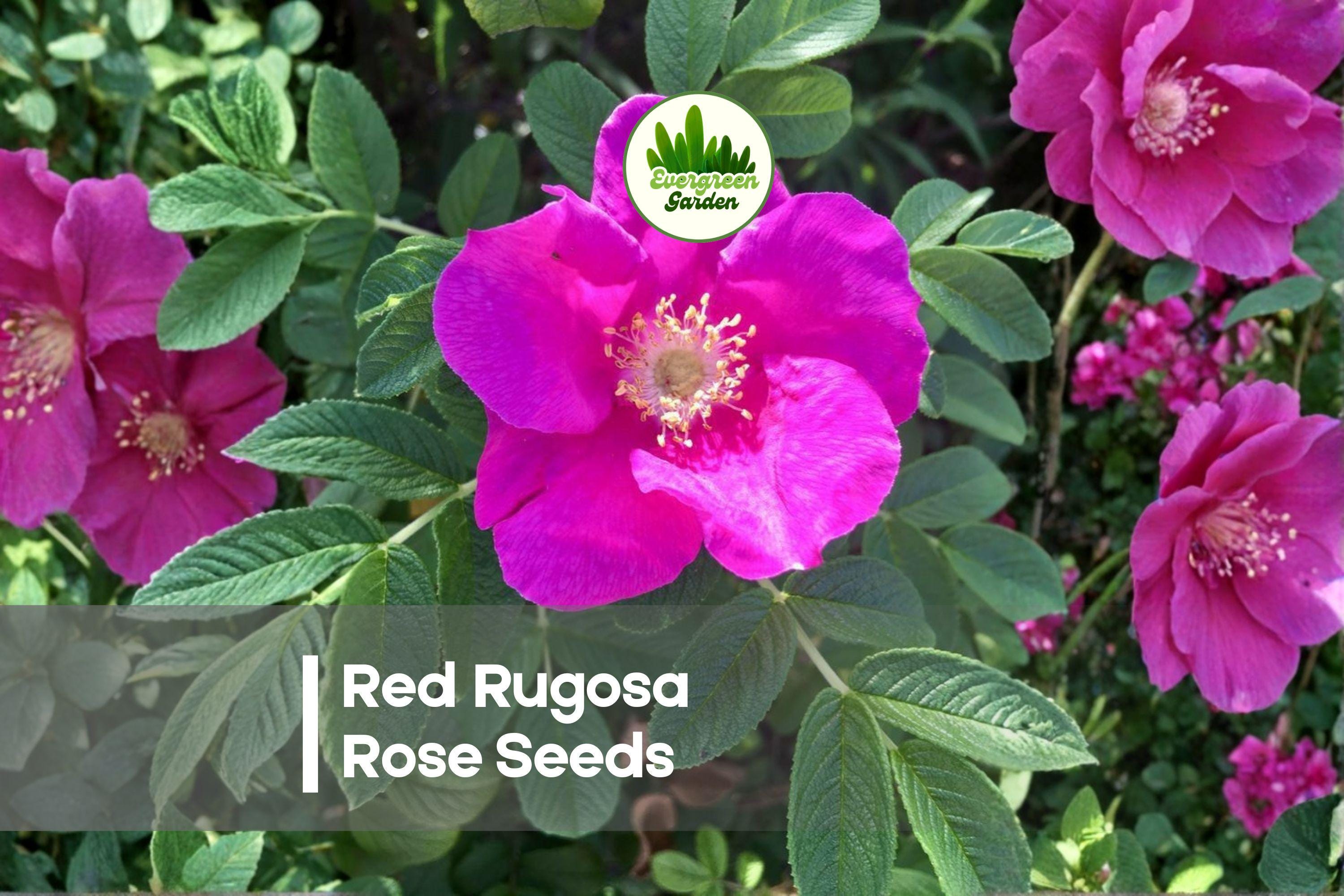 Red Rugosa Rose Seeds – 50 Fragrant, Hardy Rosa rugosa rubra for Hedges, Borders & Garden Beds