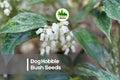 40 Dog Hobble Bush Seeds - Evergreen Leucothoe fontanesiana for Shade Gardens, Borders & Woodland Landscapes