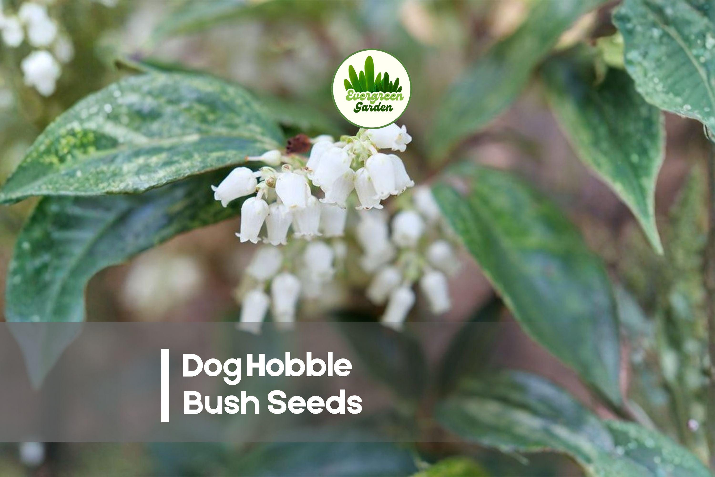 40 Dog Hobble Bush Seeds - Evergreen Leucothoe fontanesiana for Shade Gardens, Borders & Woodland Landscapes