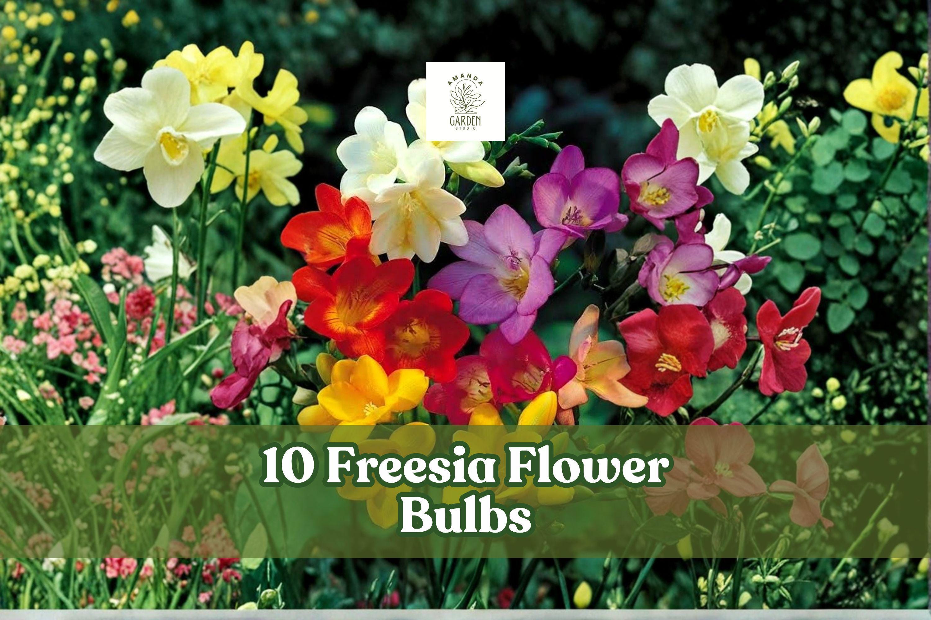 10 Freesia Bulbs - Fragrant Mix Colors - Spring Blooming Perennial Flower - Freesia spp.