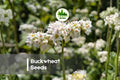 8 Pounds Buckwheat Seeds for Planting, Fagopyrum esculentum, Cover Crop, Soil Enrichment, Weed Suppression, Bee Forage