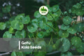 50 Gotu Kola Seeds – Centella Asiatica Perennial Herb for Groundcover, Culinary & Traditional Uses