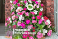200 Madagascar Periwinkle Seeds - Catharanthus roseus, Mixed Flower Colors, Easy-to-Grow, Heat & Drought Tolerant Annual Seeds