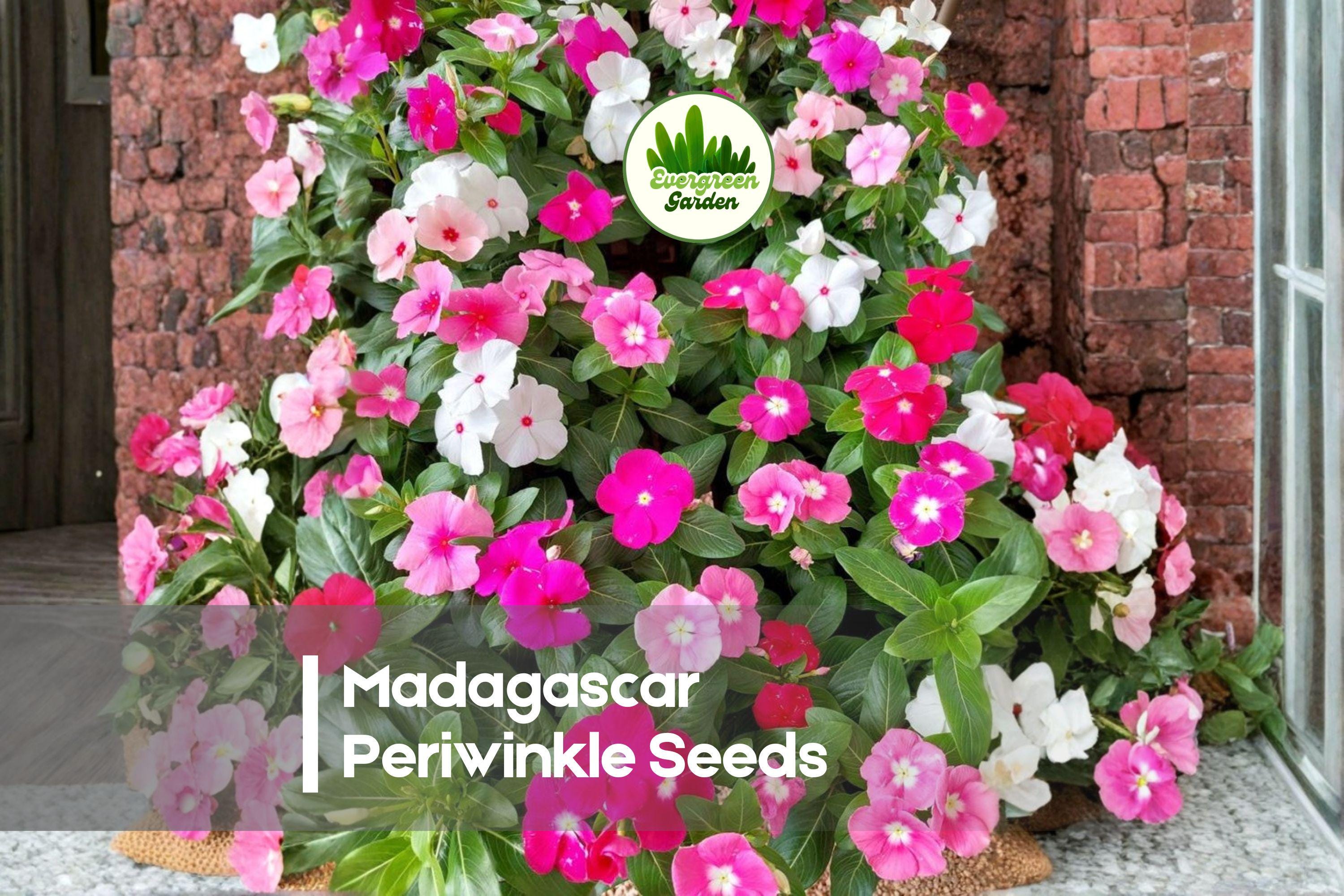 200 Madagascar Periwinkle Seeds - Catharanthus roseus, Mixed Flower Colors, Easy-to-Grow, Heat & Drought Tolerant Annual Seeds