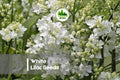 White Lilac Seeds - Syringa vulgaris, Fragrant Spring Blooms, Landscape Shrubs, Hedges, Cut Flowers, Garden Planting Pack