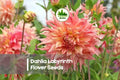 Dahlia Seeds 100+ Labyrinth Exotic Mix - Large Multi-Color Blooms for Garden, Borders & Cut Flowers - Dahlia variabilis