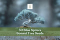 Blue Spruce Bonsai Seeds, Picea pungens, 50 Non-GMO Evergreen Conifer for Landscaping & Bonsai