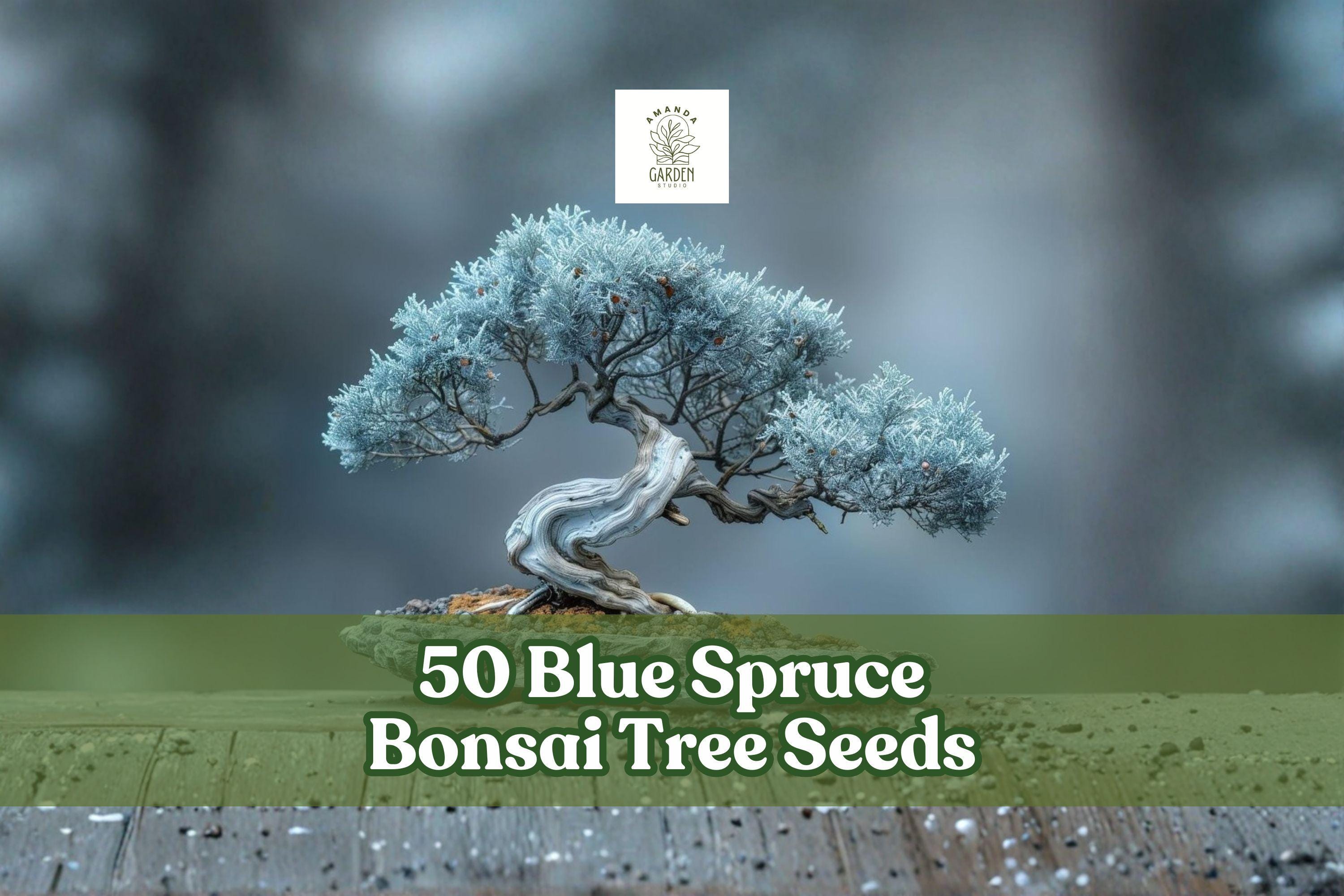 Blue Spruce Bonsai Seeds, Picea pungens, 50 Non-GMO Evergreen Conifer for Landscaping & Bonsai