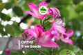 10 Orchid Tree Seeds - Bauhinia purpurea Flowering Tree with Purple Blooms, Ornamental Butterfly Leaves, Fast-Growing Tropical Plant