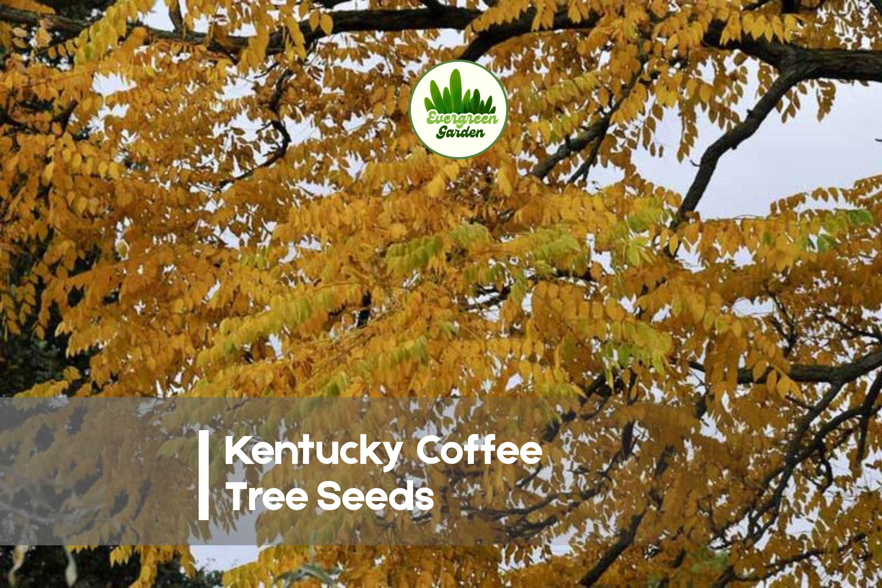 10 Kentucky Coffee Tree Seeds - Gymnocladus dioicus, Native Deciduous Tree for Landscaping, Shade & Ornamental Planting