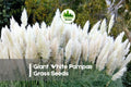 100 Giant White Pampas Grass Seeds | Ornamental Cortaderia selloana for Landscaping, Borders & Dried Arrangements