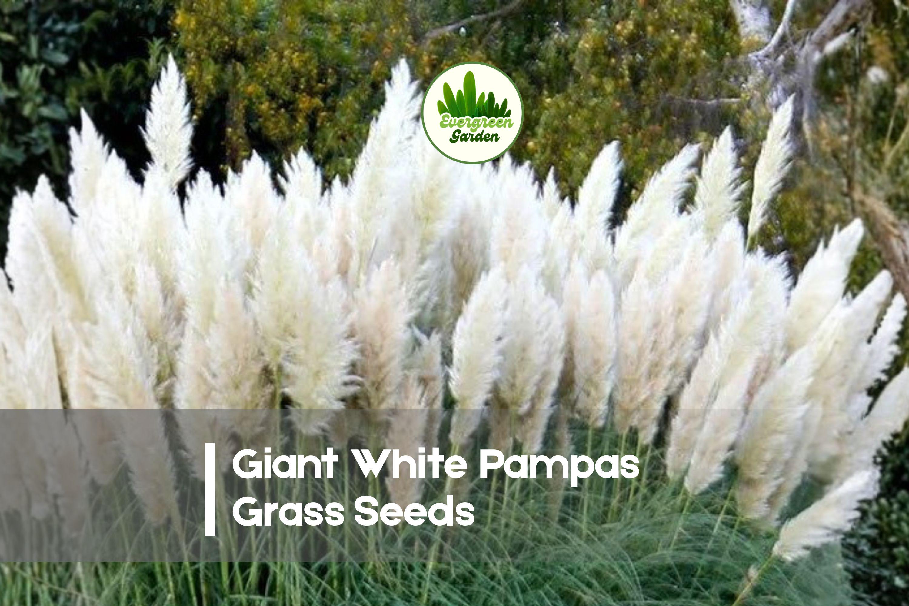 100 Giant White Pampas Grass Seeds | Ornamental Cortaderia selloana for Landscaping, Borders & Dried Arrangements