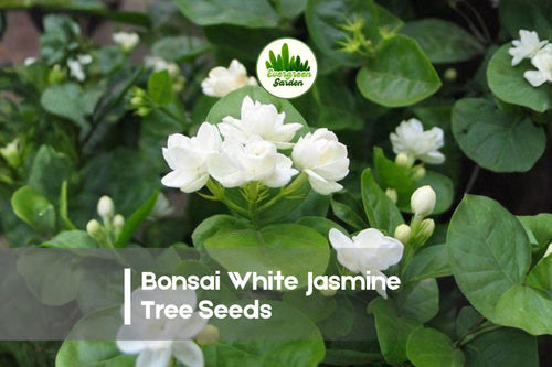 25 White Jasmine Tree Seeds - Fragrant Jasminum Species for Bonsai, Patio Pots & Ornamental Gardens