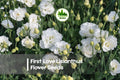 First Love Lisianthus Seeds - 20 Pelleted Eustoma grandiflorum for Cut Flowers, Borders, and Containers