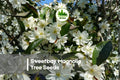 20 Sweetbay Magnolia Tree Seeds - Magnolia virginiana - Ornamental Flowering Tree with Creamy White Blossoms