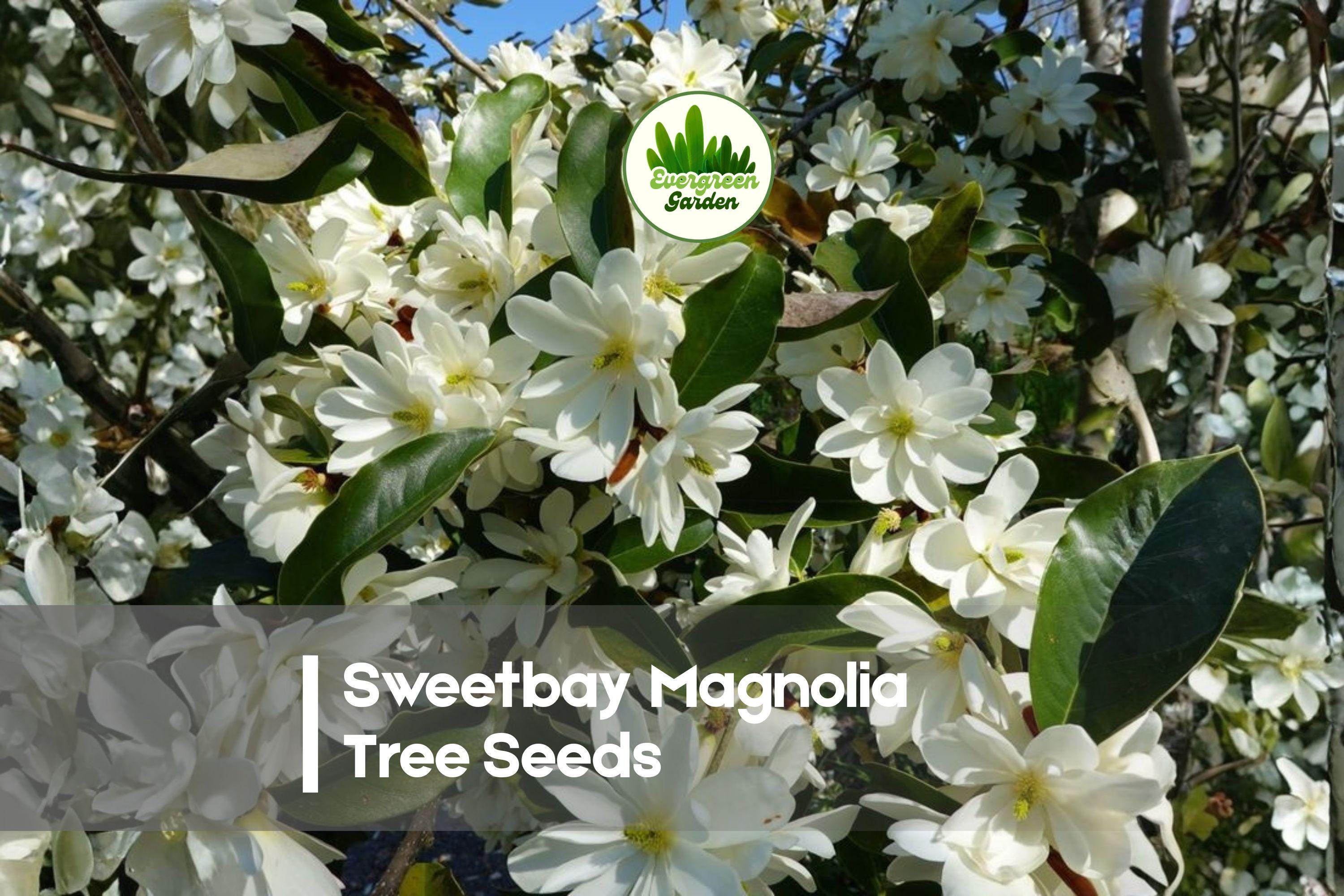 20 Sweetbay Magnolia Tree Seeds - Magnolia virginiana - Ornamental Flowering Tree with Creamy White Blossoms