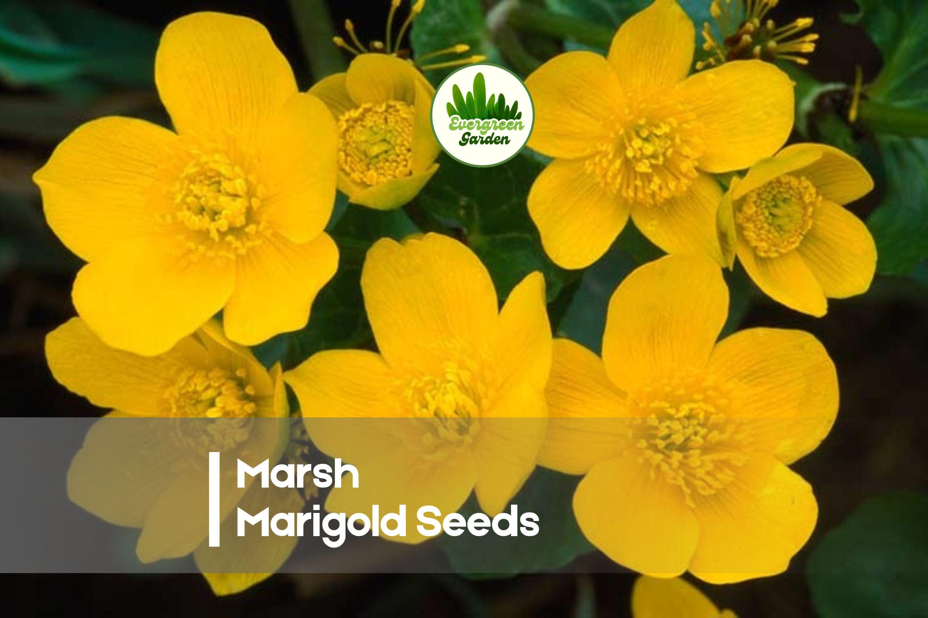 50 Marsh Marigold Seeds - Caltha palustris Perennial for Wet Gardens, Pond Edges, Early Spring Blooms
