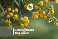 Golden Mimosa Tree Seeds, Acacia baileyana, Ornamental Fast-Growing Tree, Bright Yellow Blooms, Feathery Blue-Green Foliage