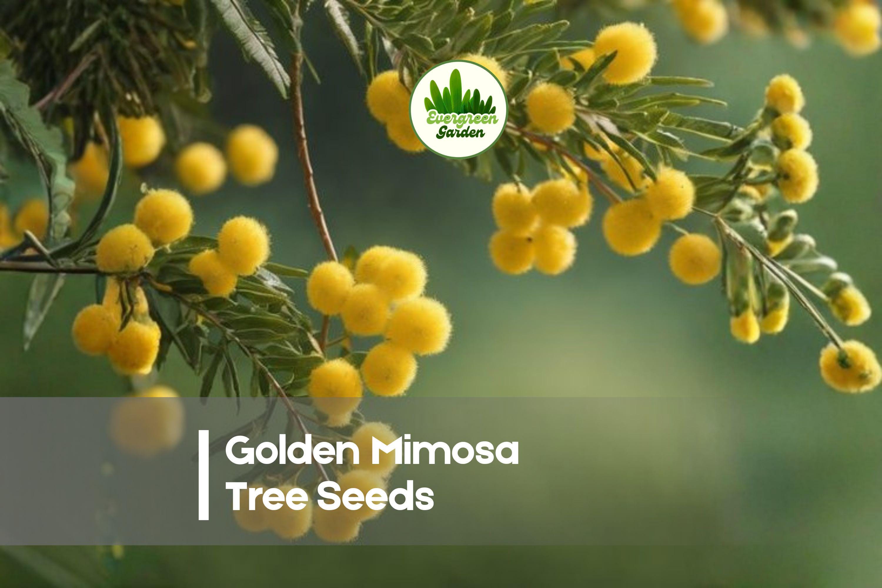 Golden Mimosa Tree Seeds, Acacia baileyana, Ornamental Fast-Growing Tree, Bright Yellow Blooms, Feathery Blue-Green Foliage