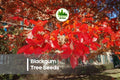 Blackgum Tree Seeds Pack of 30 | Nyssa sylvatica Deciduous Hardwood for Landscaping & Ornamental Gardens