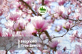 10 Magnolia soulangeana Seeds - Ornamental Flowering Tree with Large Pink-White Blooms for Garden and Landscaping