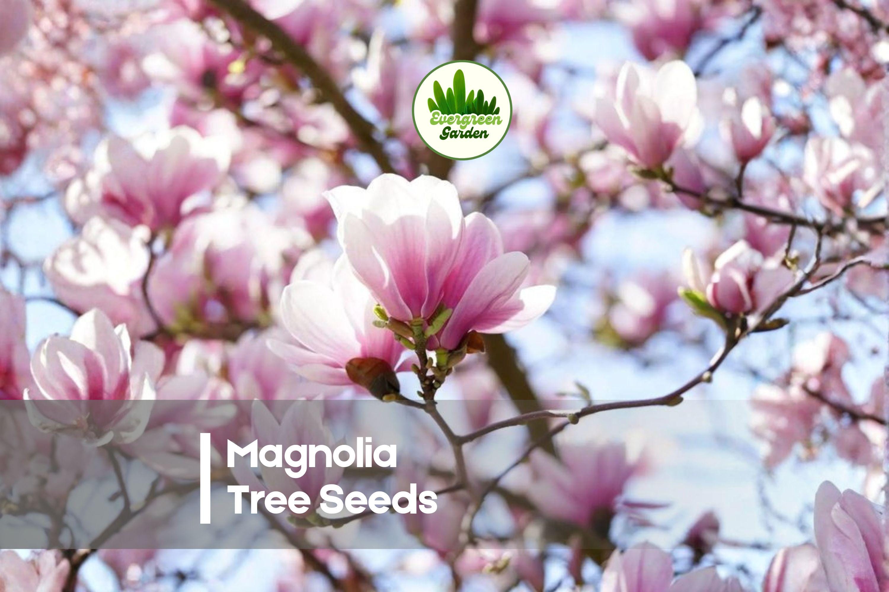 10 Magnolia soulangeana Seeds - Ornamental Flowering Tree with Large Pink-White Blooms for Garden and Landscaping