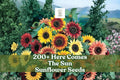 Sunflower Seeds Mix – 200+ Helianthus annuus – Bright Multi-Color, Pollinator-Friendly, USA-Grown