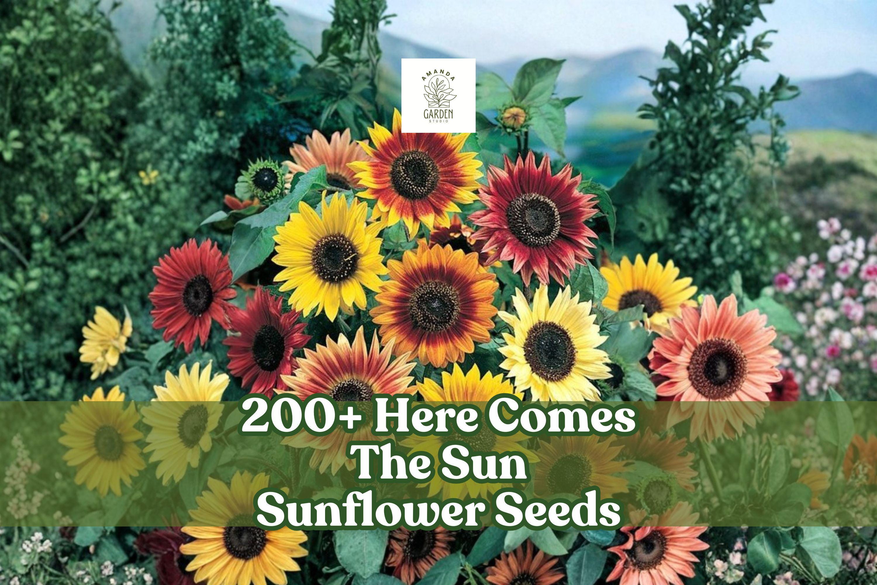 Sunflower Seeds Mix – 200+ Helianthus annuus – Bright Multi-Color, Pollinator-Friendly, USA-Grown