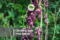 2 Large Mucuna Sempervirens Climbing Jade Vine Seeds – Exotic Tropical Climber for Trellises & Pergolas