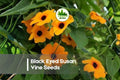 Black Eyed Susan Vine Seeds, Thunbergia alata, Climbing Vine, Bright Orange & Yellow Flowers, 500 Pack
