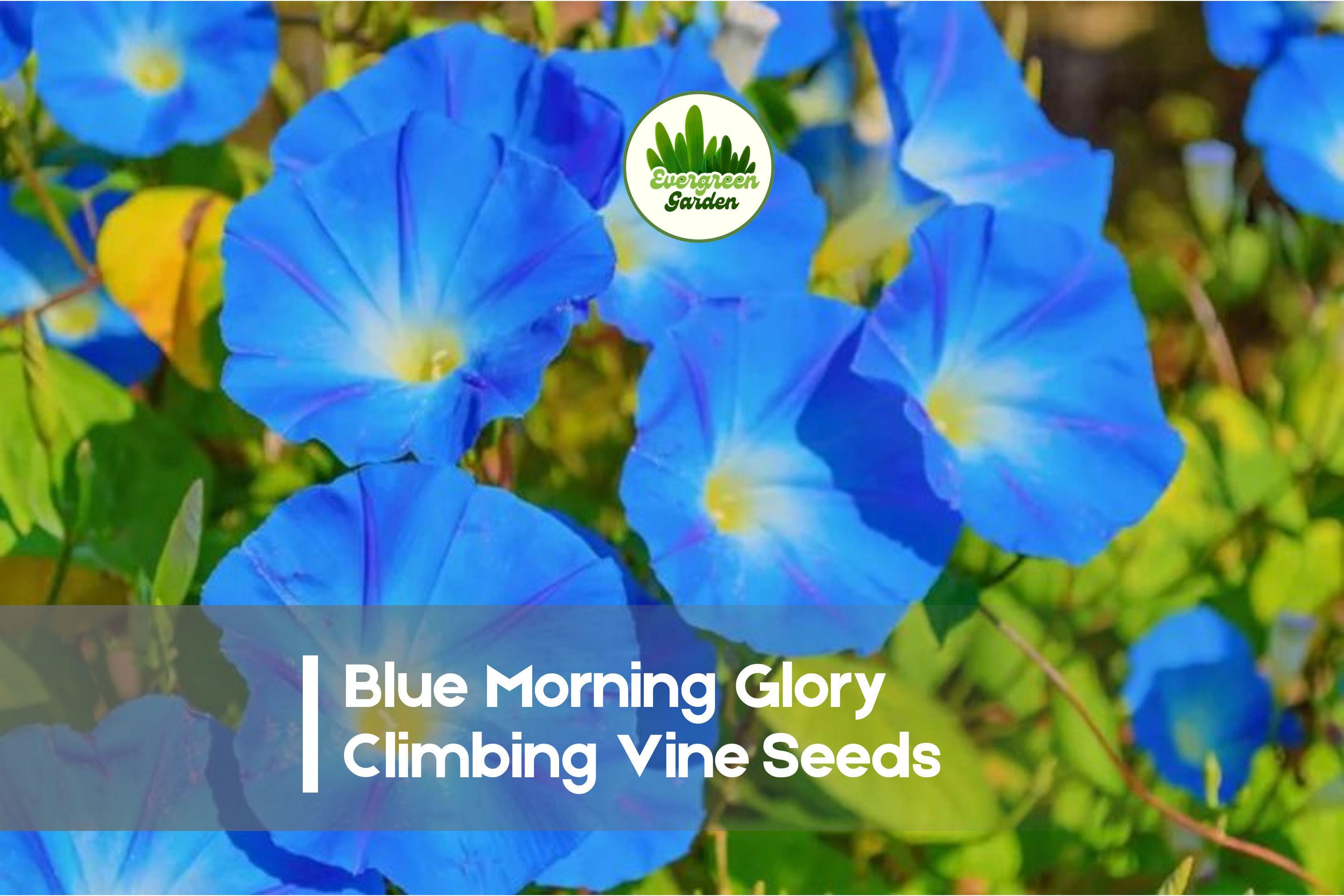 Blue Morning Glory Seeds, Climbing Vine, Ipomoea tricolor, Vibrant Sky-Blue Flowers, Fast-Growing Annual for Trellises and Fences