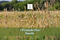 1 Pound Non-GMO Oat Seeds | Avena sativa Grain Crop for Cover Cropping, Feed, and Gardening