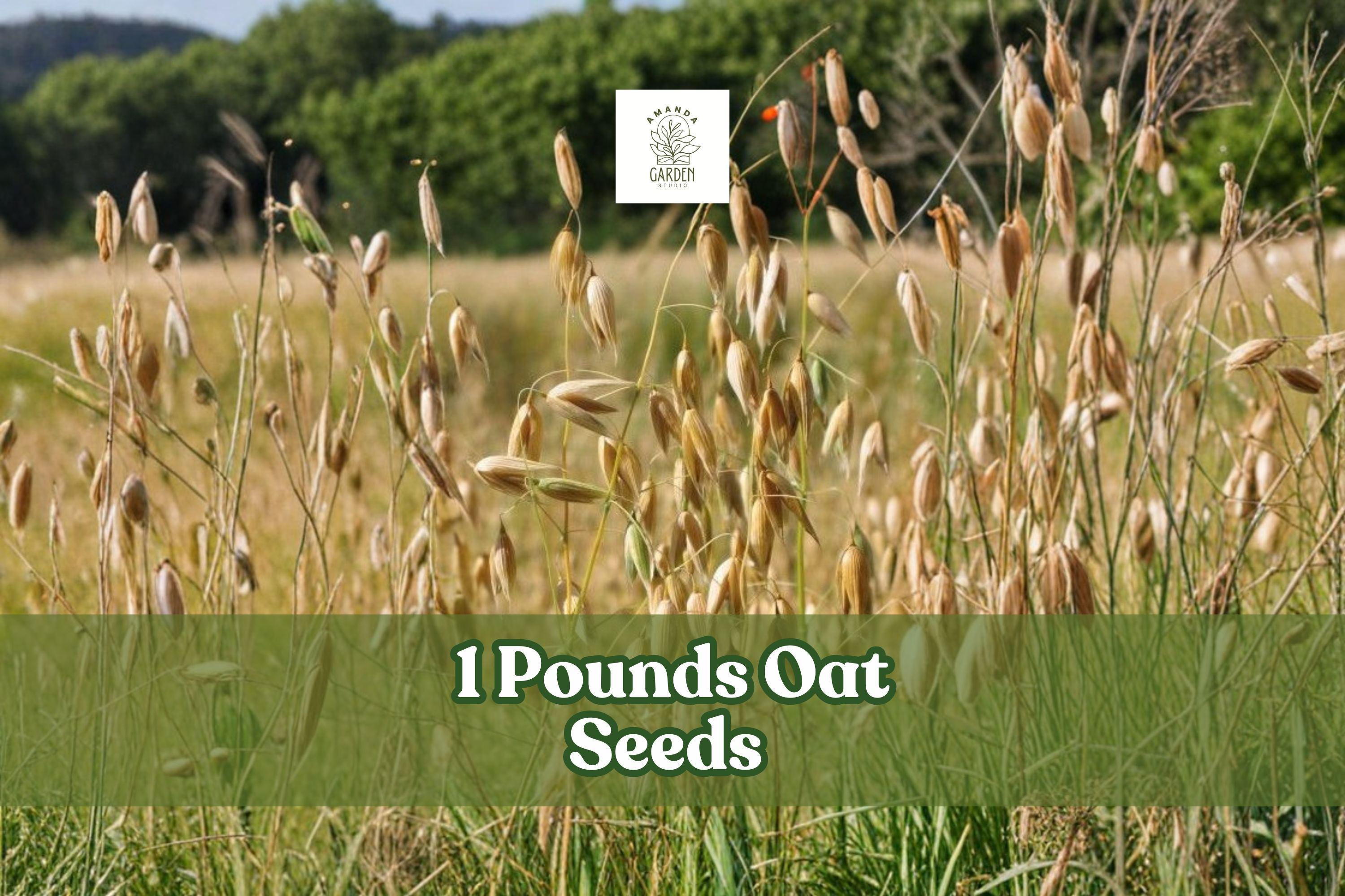 1 Pound Non-GMO Oat Seeds | Avena sativa Grain Crop for Cover Cropping, Feed, and Gardening