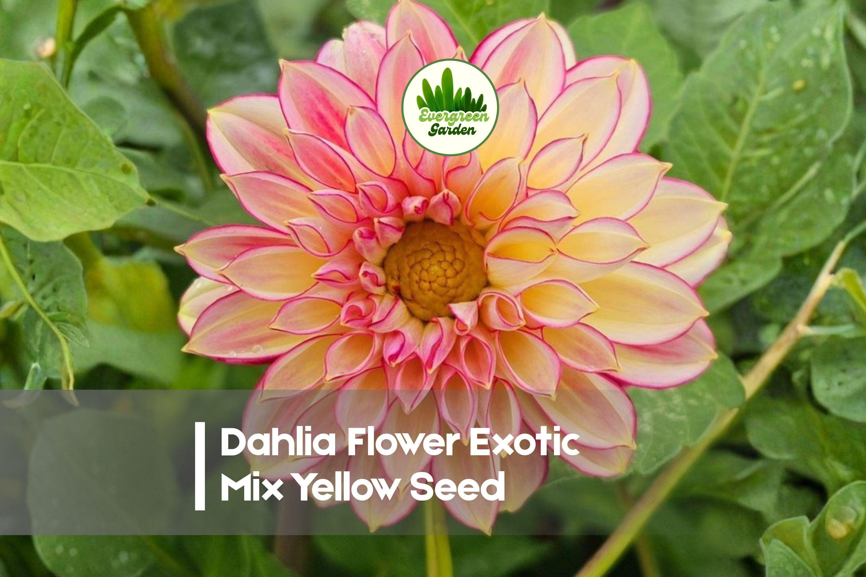 Dahlia Flower Seeds - Exotic Mix of 100 Varieties, Bright Colors, Large Blooms, Cut-Flower Friendly, Dahlia variabilis