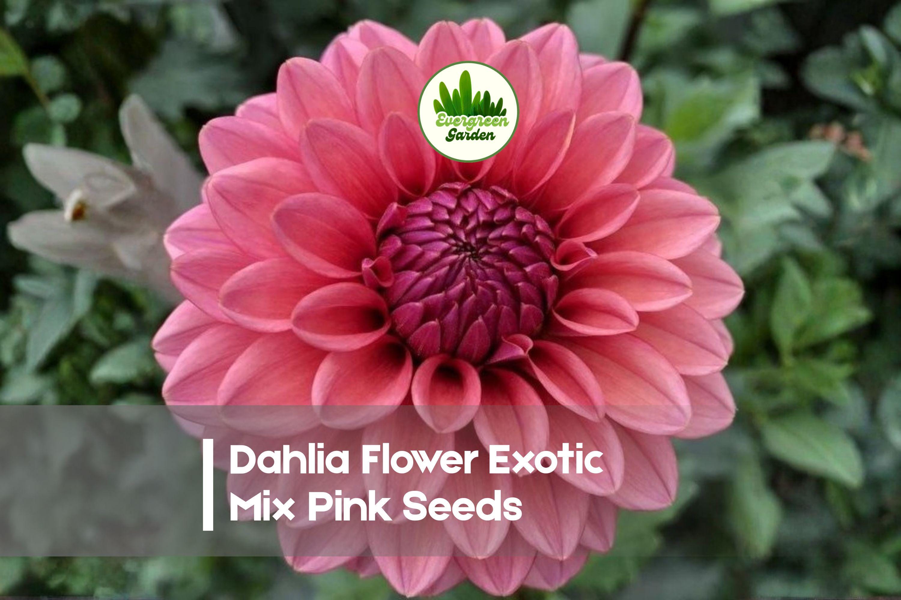 100 Dahlia Seeds Exotic Mix - Vibrant Pink, Colorful Flowering Plant, Dahlia variabilis, Garden, Cut-Flower, Annual/Perennial