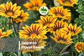 500 Gazania Flower Seeds - Mixed Bright Colors, Drought Tolerant, Full Sun, Gazania rigens, Annual/Perennial for Borders & Containers