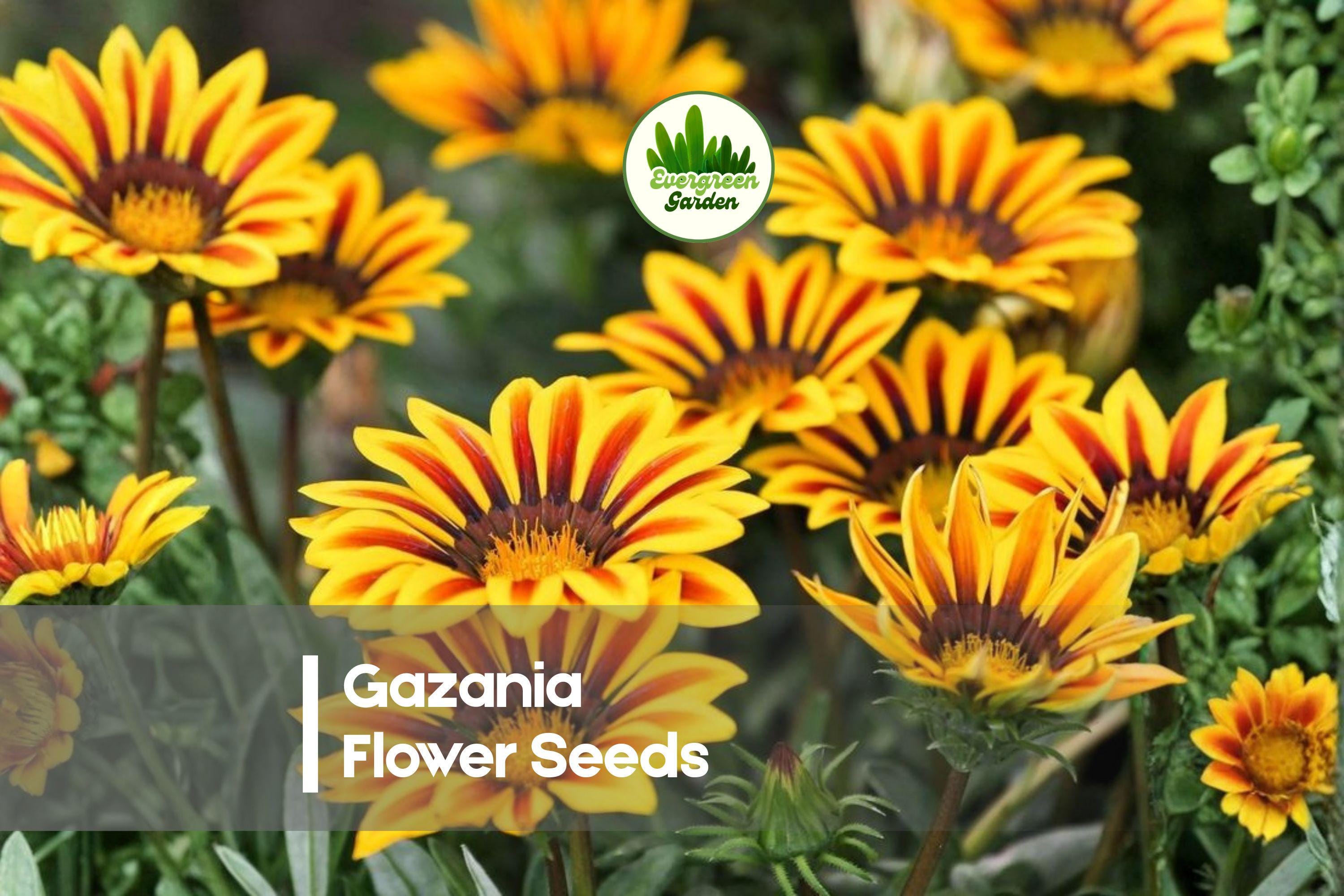 500 Gazania Flower Seeds - Mixed Bright Colors, Drought Tolerant, Full Sun, Gazania rigens, Annual/Perennial for Borders & Containers