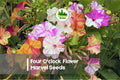 100 Four O’Clock Seeds - Marvel of Peru Mirabilis jalapa, Multicolored Trumpet Flowers, Easy to Grow, Fast-Germinating Annual