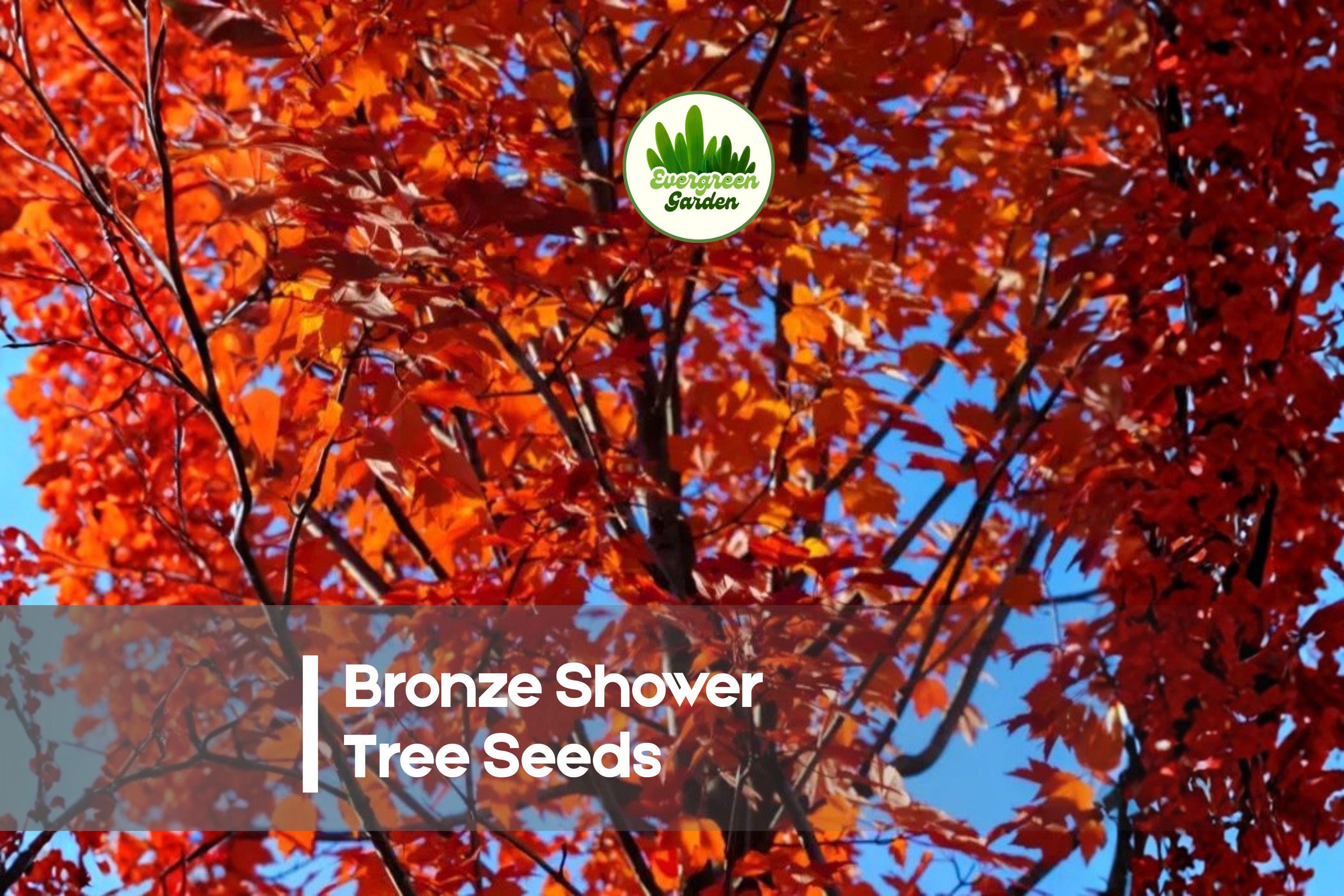 10 Bronze Shower Tree Seeds Cassia moschata Ornamental Flowering Tree for Landscaping & Tropical Gardens