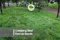 1,000 Creeping Red Fescue Seeds | Fine-Textured, Shade Tolerant Grass | Festuca rubra for Lawns, Ground Cover & Erosion Control