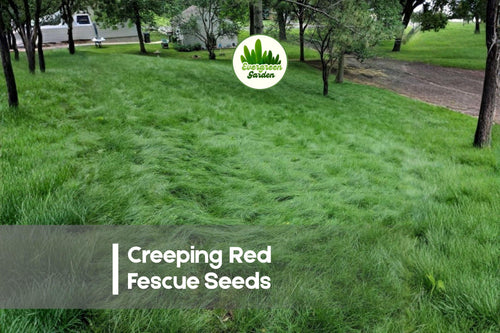 1,000 Creeping Red Fescue Seeds | Fine-Textured, Shade Tolerant Grass | Festuca rubra for Lawns, Ground Cover & Erosion Control