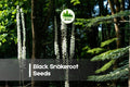 Black Snakeroot Seeds, Perennial, Creamy White Flower Spikes, Cimicifuga racemosa